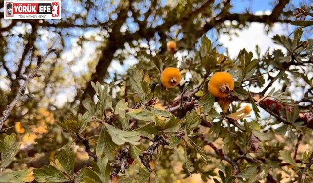 Alıç meyvesine vatandaşlar ilgi gösteriyor
