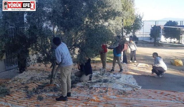 Bozdoğan’da öğrenciler zeytin hasadı yaptı