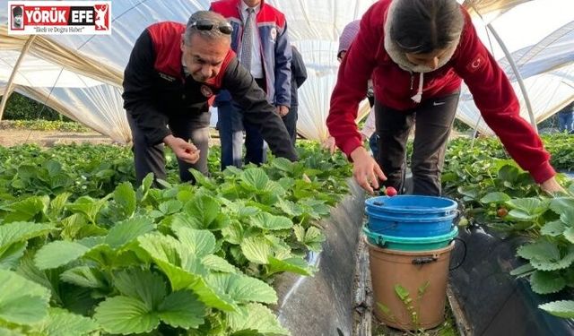 Coğrafi işaretli ’Sultanhisar Çileği’nde hasat sevinci