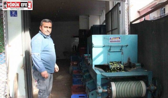 Hasat edilen zeytinler boyuna göre ayrılıyor, fiyatı kaliteyle şekilleniyor