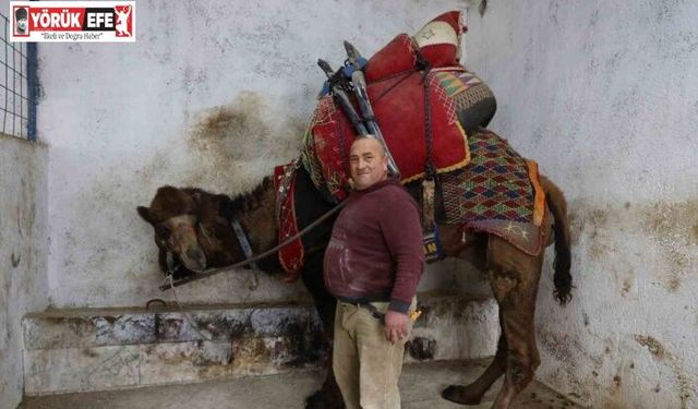 Şap karantinası nedeniyle iptal edilen deve güreşleri sektörde sıkıntıya neden oldu
