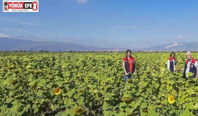 Söke’de 10 bin dekarlık alana ayçiçeği tohumu dağıtılacak