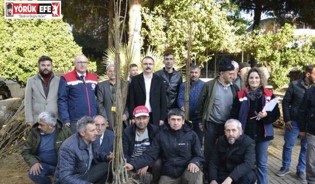 Sultanhisar’da üreticiye kestane ve incir fidesi dağıtıldı
