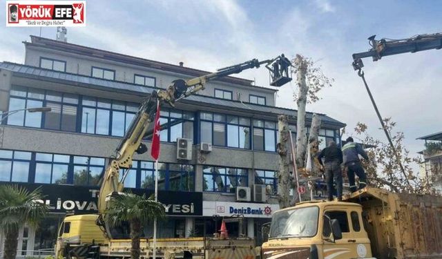 Yaşı 200’e yaklaşan çınar ağacı budandı