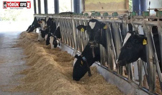 Aydın hayvancılıkta Türkiye zirvesinde