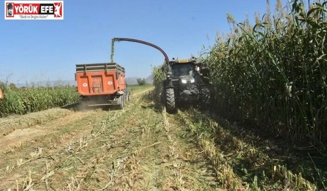 Aydın’da kaba yem üretimi artıyor