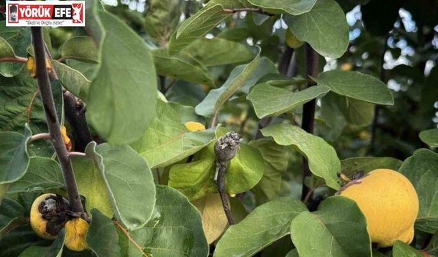 Bir yılda zirai dondan etkilenen üreticilere 54 milyon TL destek yapıldı