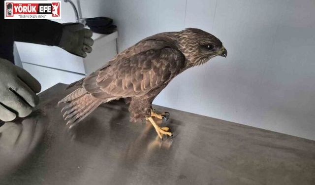 Germencik Belediyesi yaralı şahini tedavi etti