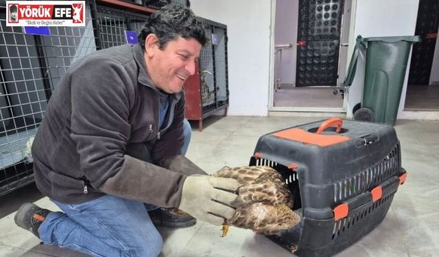 Germencik’te belediyenin ihbar hattı yaban hayvanlarına da umut oluyor