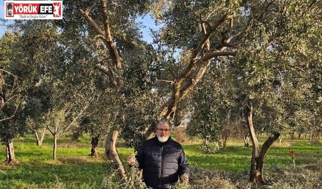 İncir ve Zeytin Bilimsel Araştırmalar Akademisi’nden yeni proje