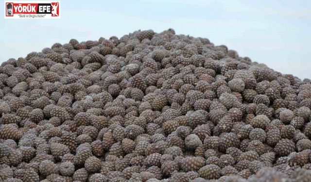 Kozalak işleme tesislerinde yoğun mesai dönemi