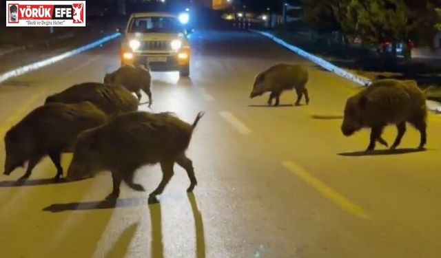 Kuşadası’nda domuzlar şehri mesken tuttu