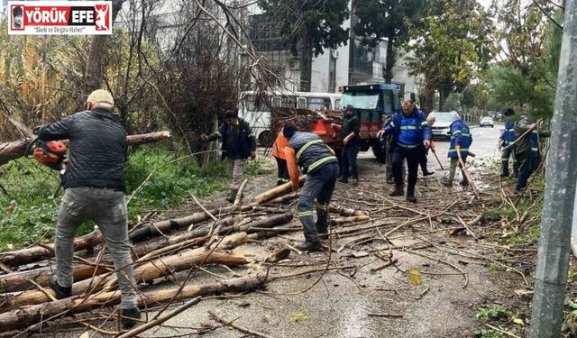 Nazilli Belediyesi’nden devrilen ağaçlara hızlı müdahale