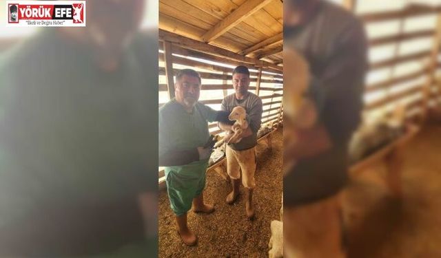 Tarım Müdürlüğü’nden Sazlı’da hayvan sağlığı mesaisi