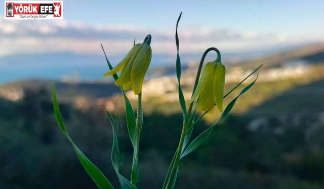 Ağlayan Gelinler çiçek açtı