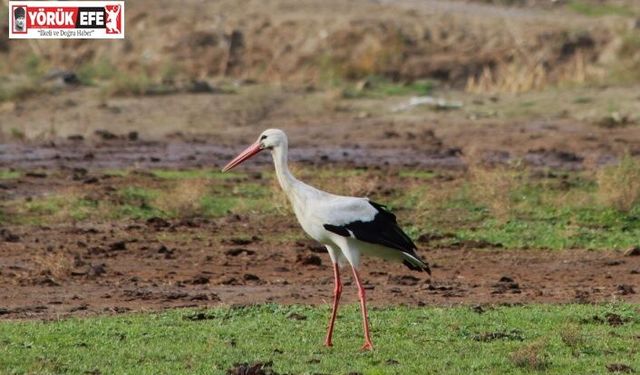 Aydın’da ilk leyleği gördü, bir çuval unu kaptı