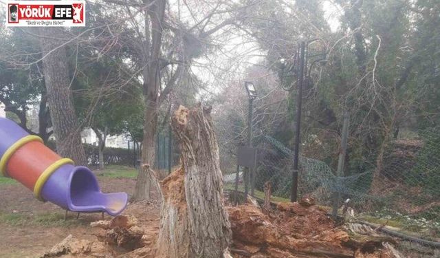 Bozdoğan’da ağaç devrildi, duvar çöktü: 2 yaralı