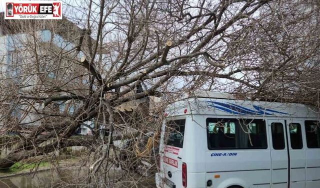 Çine’de dut ağacı minibüsün üstüne devrildi