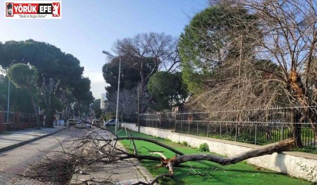 Çürüyen ağaç yola devrildi, facia ucuz atlatıldı