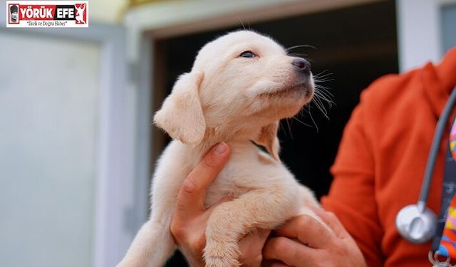 DİDİM BELEDİYESİ’NDEN CAN DOSTLARA SEVGİYLE HİZMET