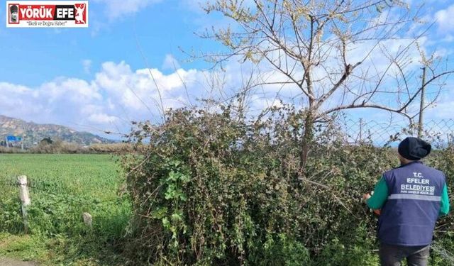 Efeler’in yeşil alanlarında temizlik çalışması sürüyor