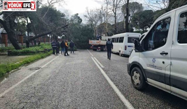 Nazilli’de fırtınayla devrilen dev çam ağacı karayolunu trafiğe kapadı