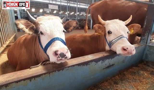 Nazilli’de şap hastalığı söndü, kısıtlama kaldırıldı