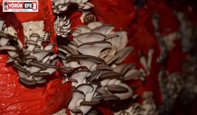 Sultanhisar’da mantar yetiştiriciliği kursu açılıyor