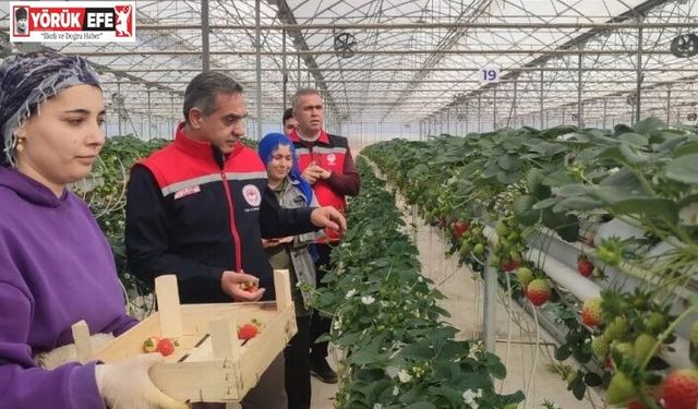 Aydın’da çilek hasadı başladı