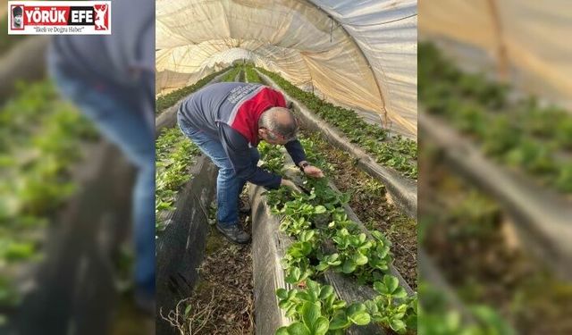 Aydın’da hasat öncesi çilek bahçeleri kontrol edildi