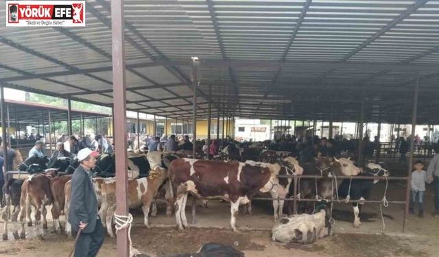 Aydın’da hayvan pazarlarında yeni dönem: "Kurallar ve saatler belirlendi"
