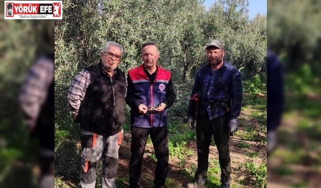 Aydın’da zeytin bahçeleri kontrol edildi