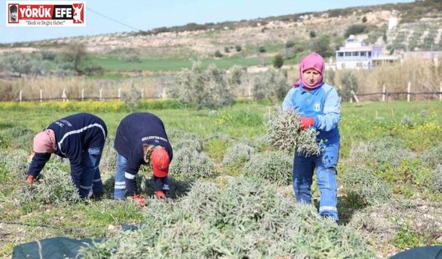 Didim’de ada çayı hasadı yapıldı