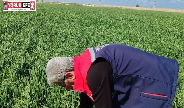 Didim’de hububat ekili araziler temiz çıktı