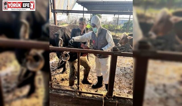 Efeler’de 15 bin hayvan aşılandı