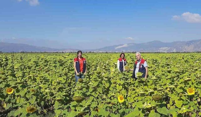 Ayçiçeğinde tohum desteği başladı