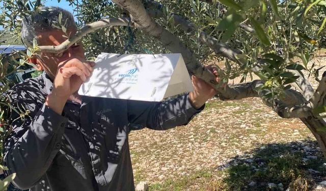 Zeytin güvesine karşı tuzak kurulumları başladı