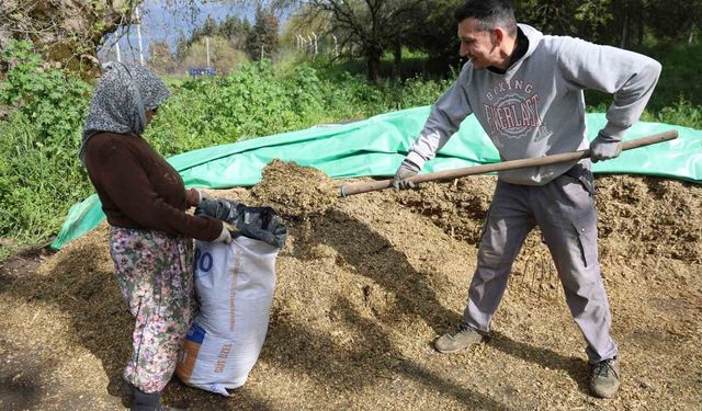 Aydın'da bahar bereketi, yağışlar hayvancılık sektörüne yaradı