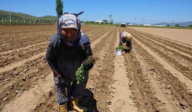 Aydın'da biberler toprakla buluştu