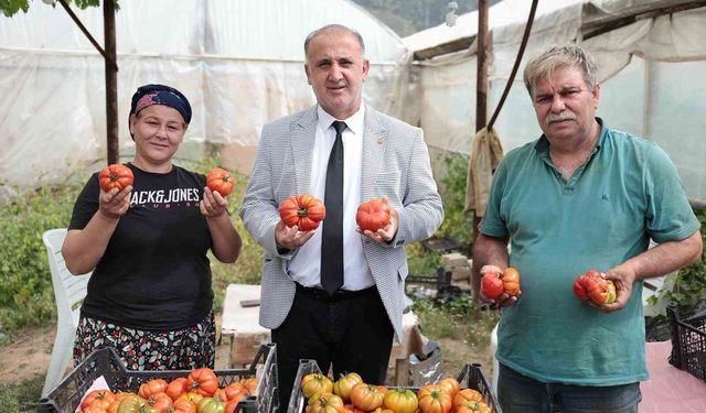 Başkan Kaya, çiftçiler gününde domates hasadına katıldı