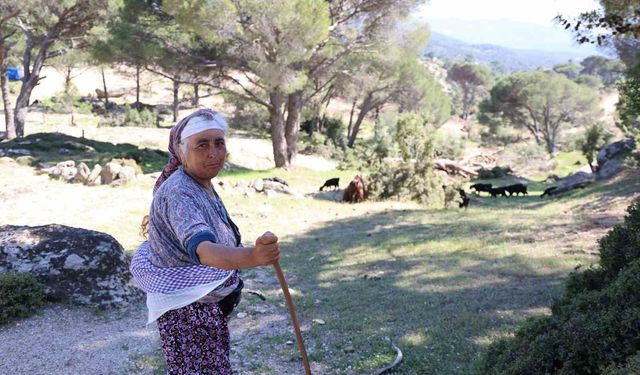 Beşparmak Dağları'nda çobanlığı terk etmeyen sadece Rukiye bacı kaldı