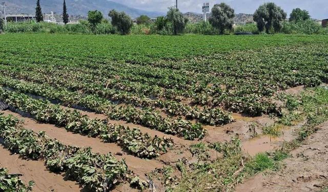 Köşk'te sel sonrası arazilerde hasar tespiti başlatıldı