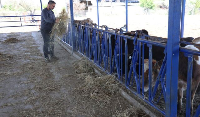 Yerli ırklar daha dayanıklı