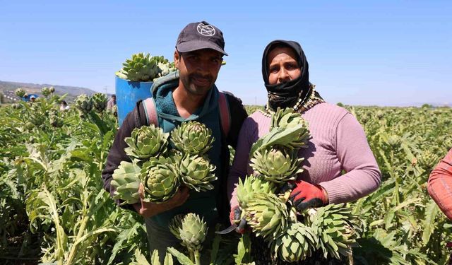 'Yeşil elmas' Aydın'da üretiliyor, yurdun dört bir yanına gönderiliyor