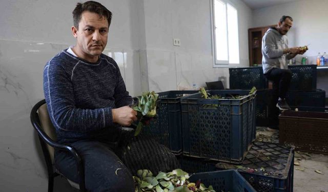 Yeşil elmas enginarın görünmeyen mesaisi yüz güldürüyor