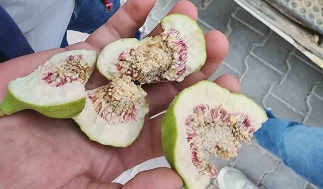 Buharkent'te üreticiler 'belgesiz ilek' kullanımına karşı uyarıldı