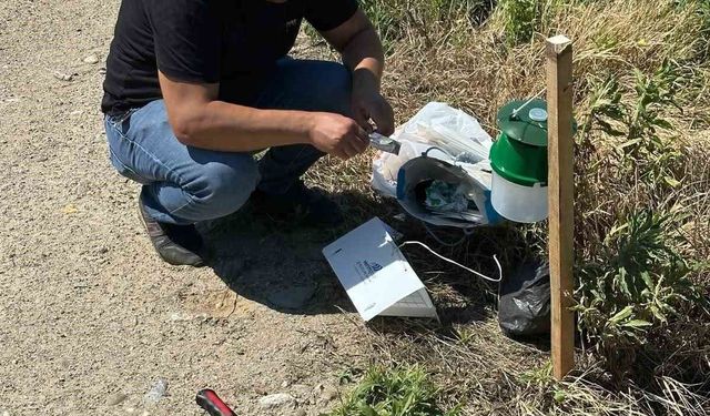 Köşk'te pamuk tarlalarına zararlı takibi için monitör tuzak kuruldu