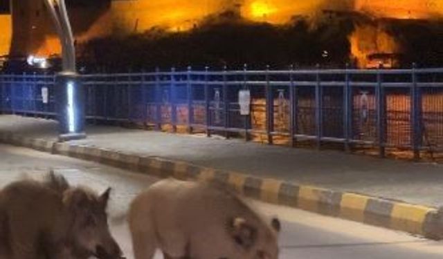 Turizm kentlerini istila eden domuz sorunu her geçen gün büyüyor