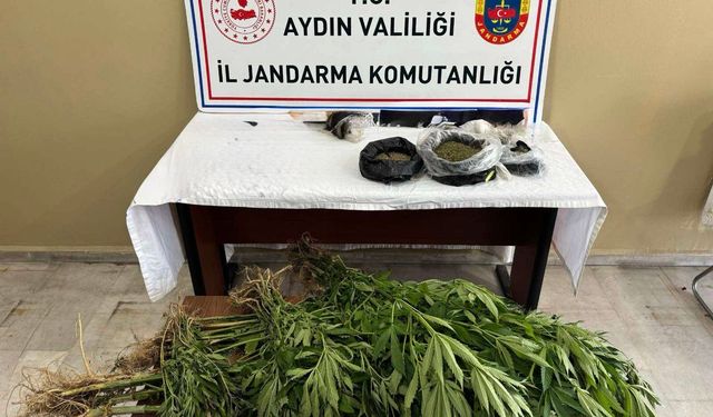 Efeler’de  Yasa Dışı Kenevir Operasyonu