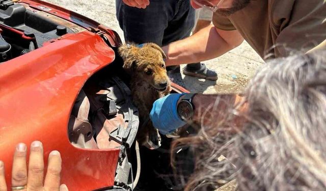 Araç tamponuna sıkışan yavru köpeği veteriner hekimler kurtardı